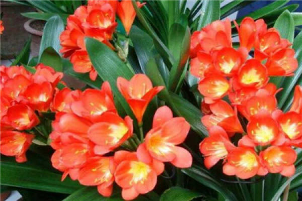 Flowering Clivia