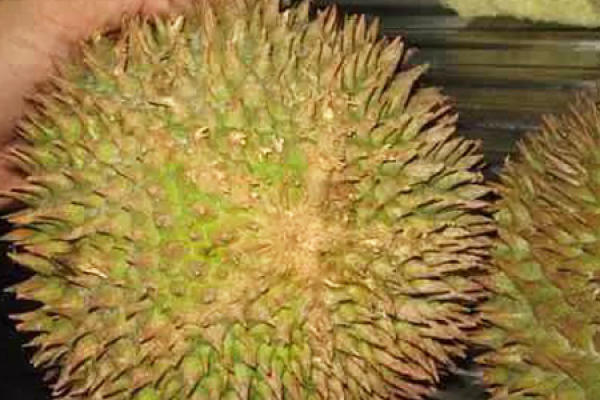 durian