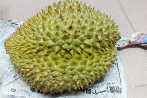 durian