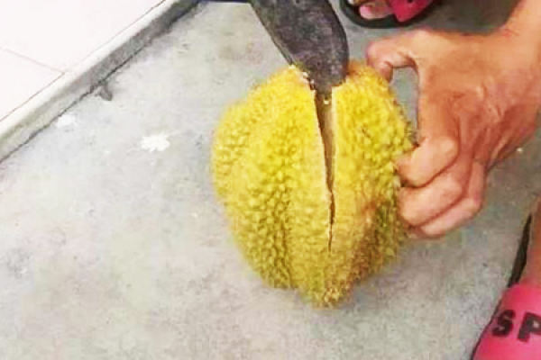 durian