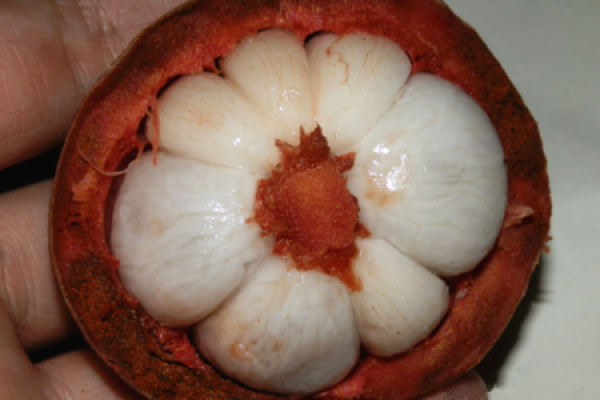 mangosteen