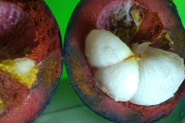 mangosteen