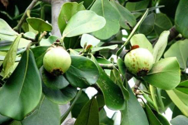 mangosteen