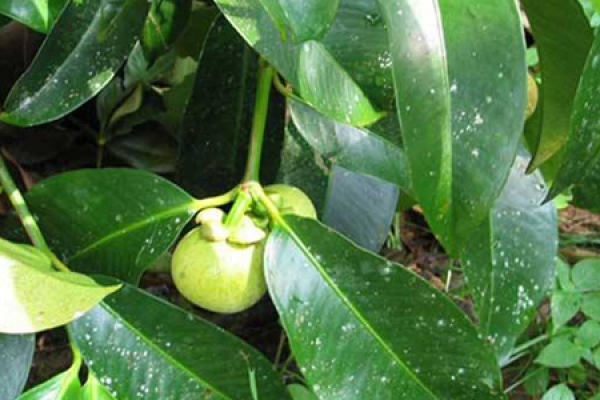 Mangosteen