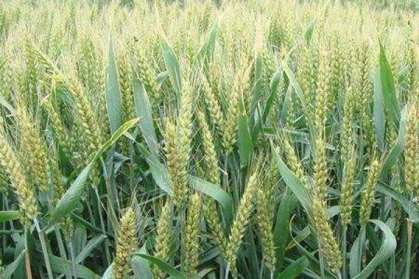 Wheat