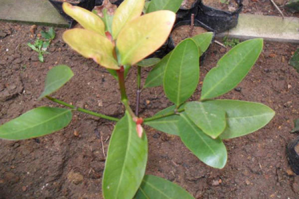 mangosteen