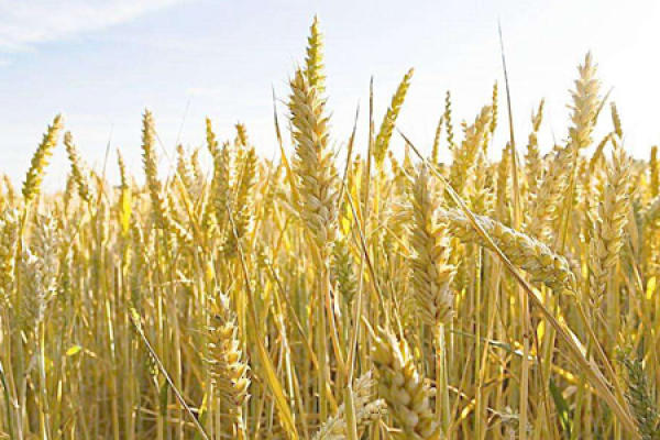 Wheat