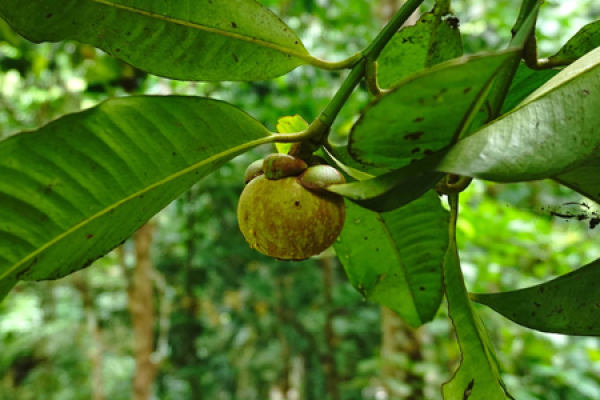 mangosteen