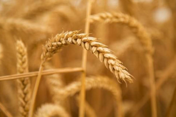wheat