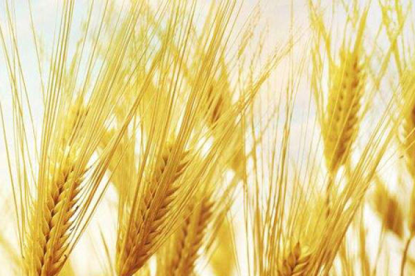 Wheat