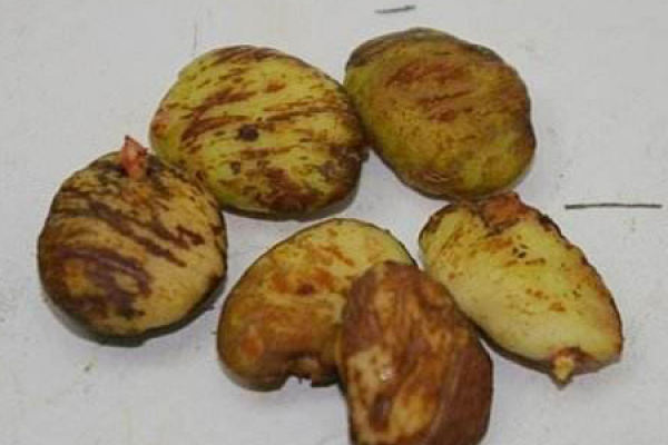 mangosteen