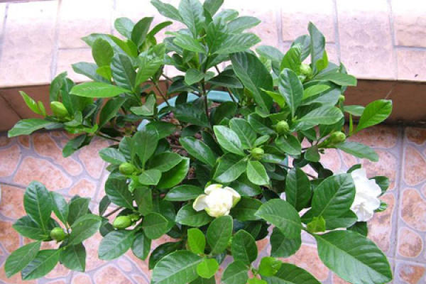 Gardenia