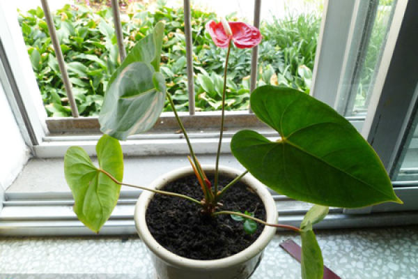 Anthurium