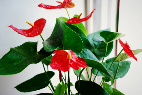 Anthurium