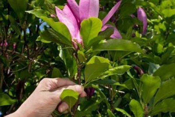 Magnolia