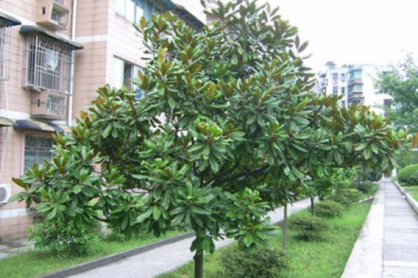 Magnolia