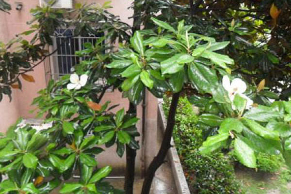 Magnolia