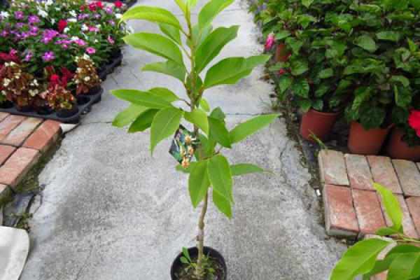 Magnolia