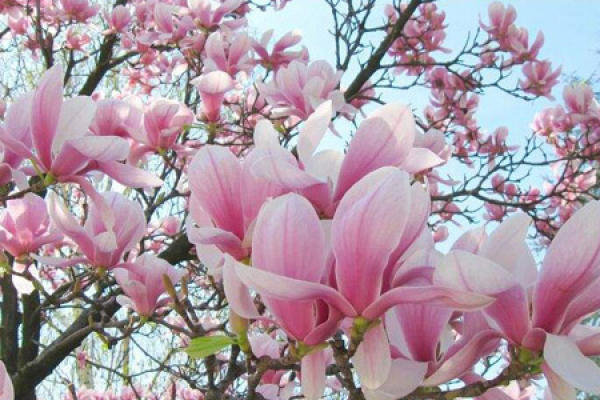 Magnolia denudata