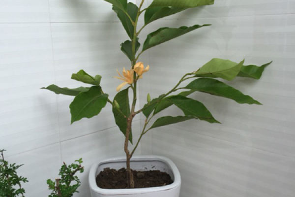 Magnolia denudata