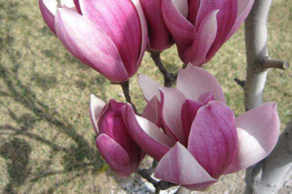 Magnolia denudata