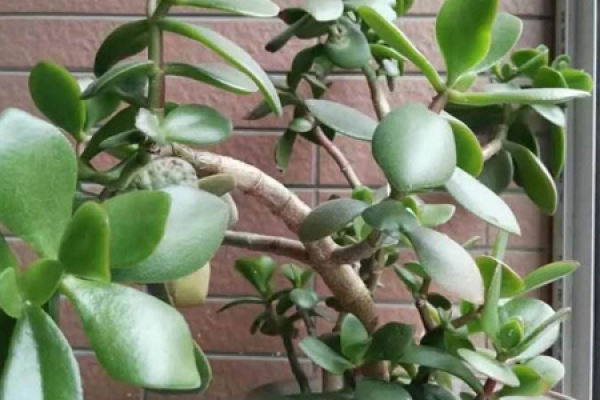 Magnolia denudata