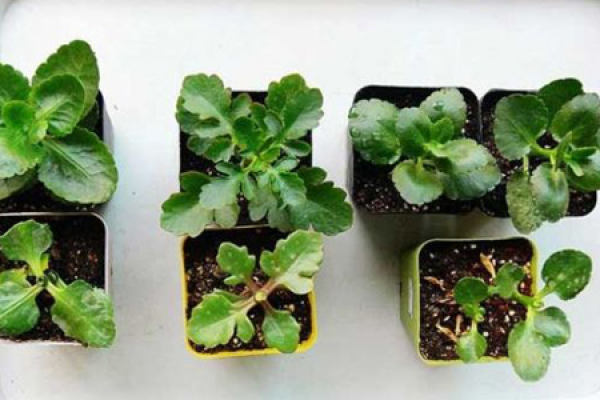 longevity flower
