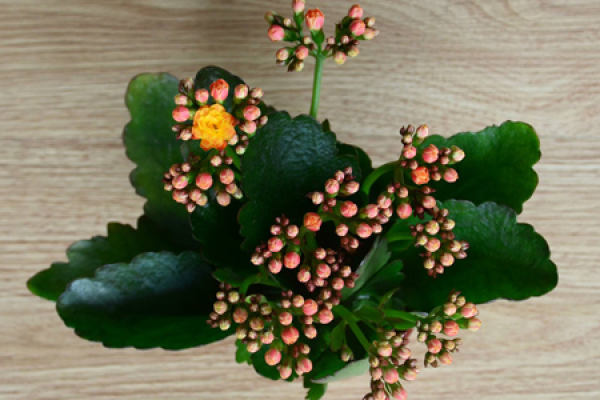 longevity flower