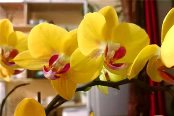 Golden Phalaenopsis