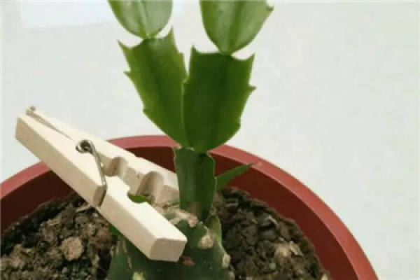 Grafted Zygocactus