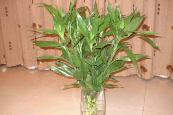 Lucky Bamboo