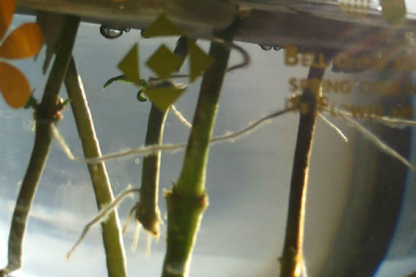 hanging upside down