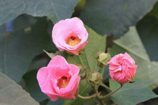 Hibiscus