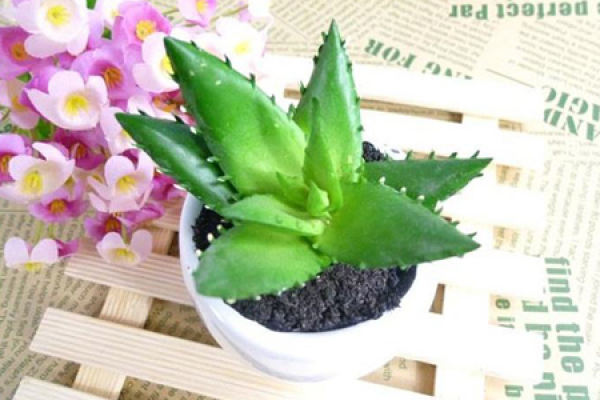 Aloe