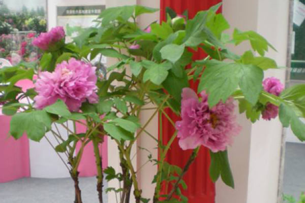 Peony Flower