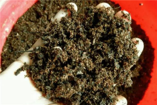 Watermelon skin buried in the soil