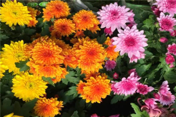 Chrysanthemum
