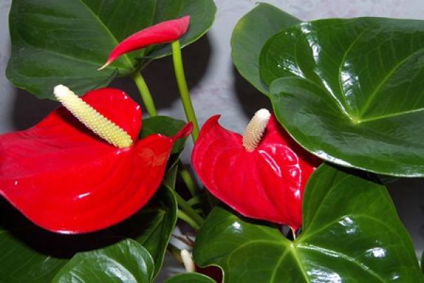 Anthurium