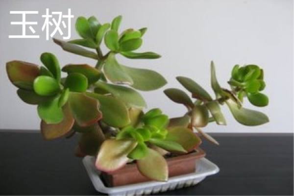 Yu Shu