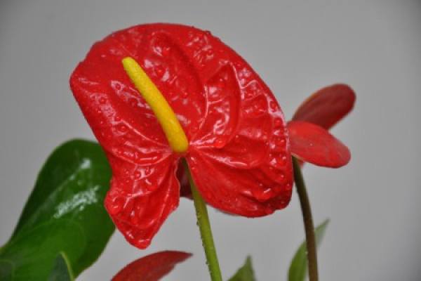 Anthurium