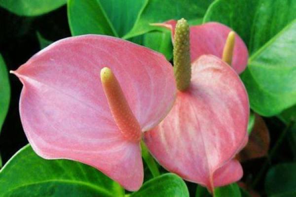 Anthurium