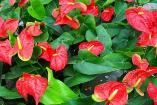 Anthurium
