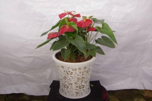 Anthurium