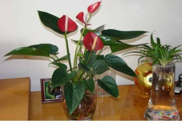Anthurium
