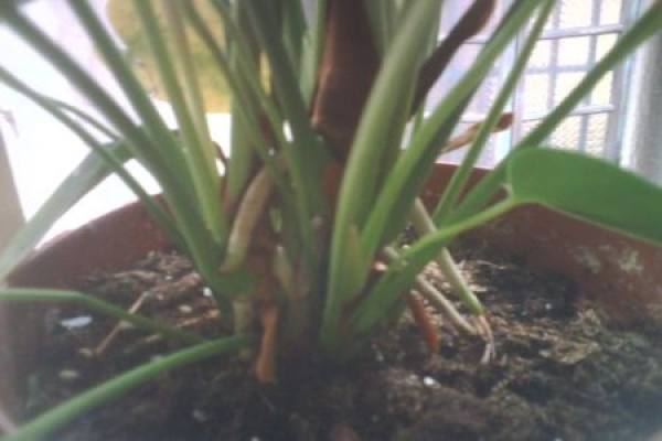 Anthurium