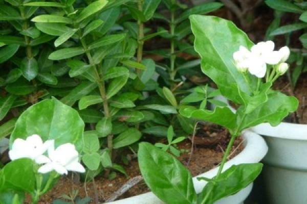 Jasmine