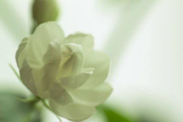 Jasmine