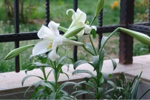 perfume lily
