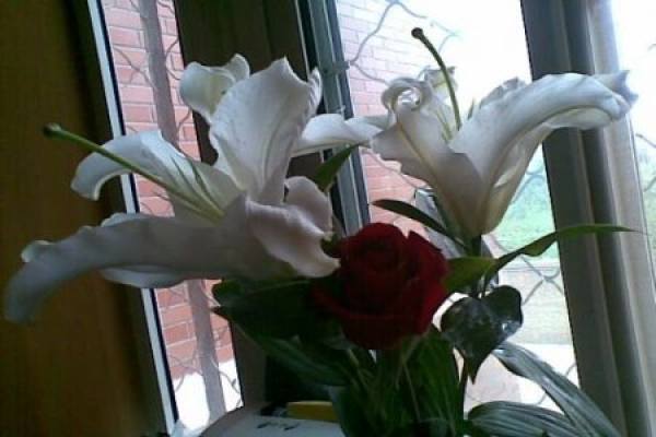 Perfume Lily