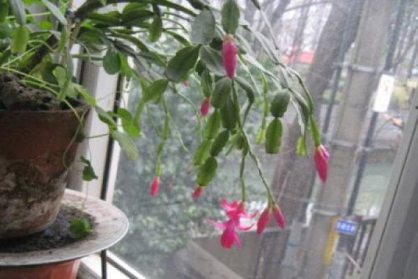 Zygocactus japonicus